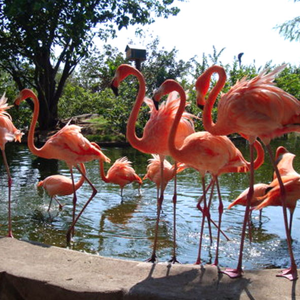 Zoológico de Vallarta